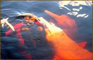 Amazon Dolphin