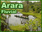 Arara + Cruise